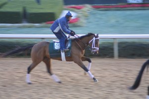 Mark Of Success, he finished second in the 2006 Risen Star Stakes